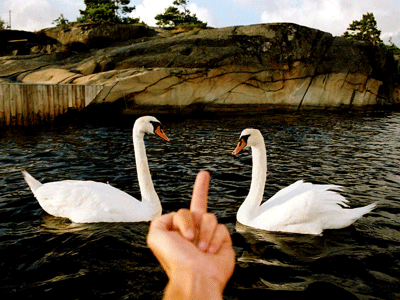 living-swans.gif